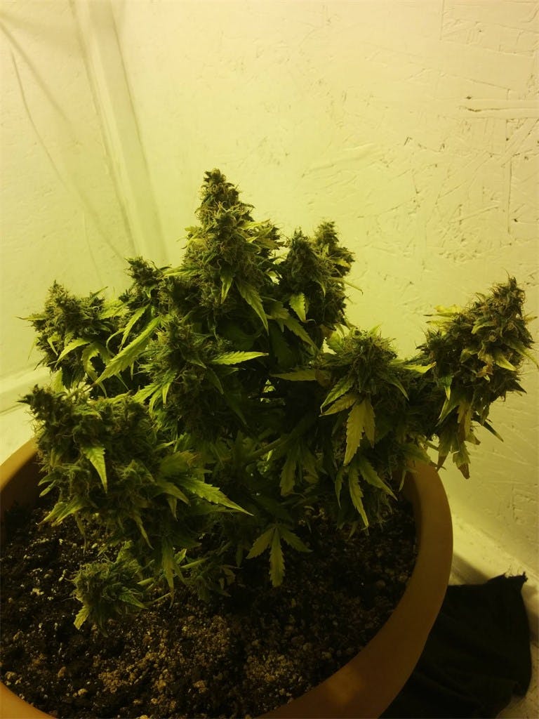 Candy Cane Marijuana Strain Information Leafly