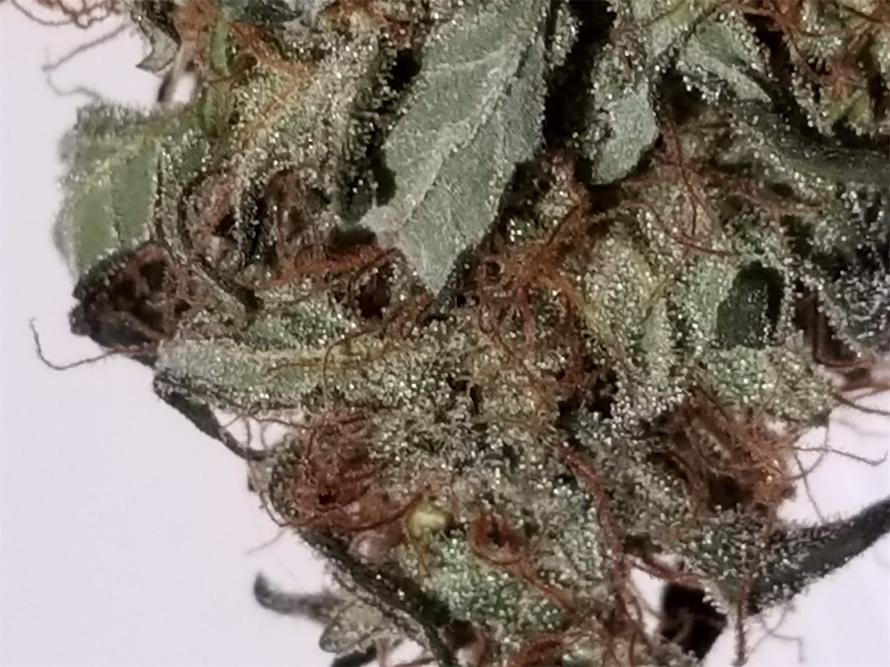 Candy Cane Weed Strain Information Leafly