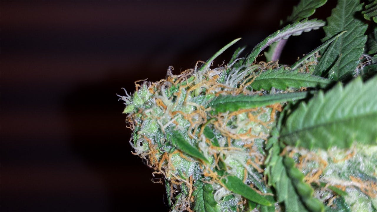 Photos of Candy Cane Weed Strain Buds Leafly