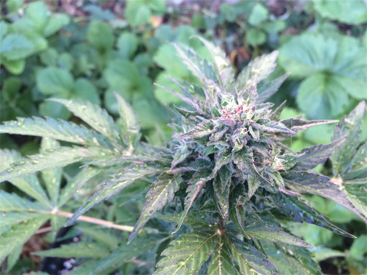 Photos of Candy Cane Weed Strain Buds Leafly