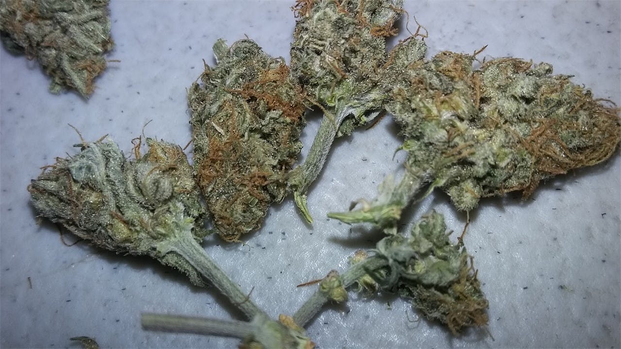 Photos of Candy Cane Weed Strain Buds Leafly
