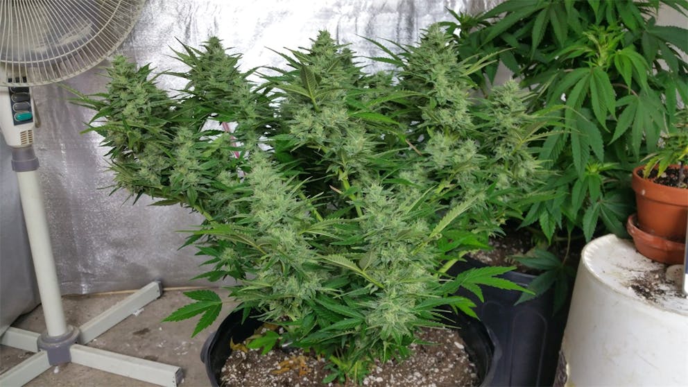 Photos of Candy Cane Weed Strain Buds Leafly