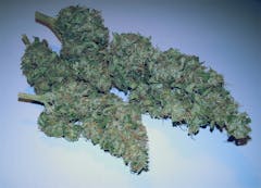 User uploaded image of Candy Cane