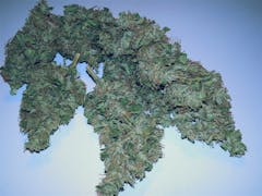 User uploaded image of Candy Cane