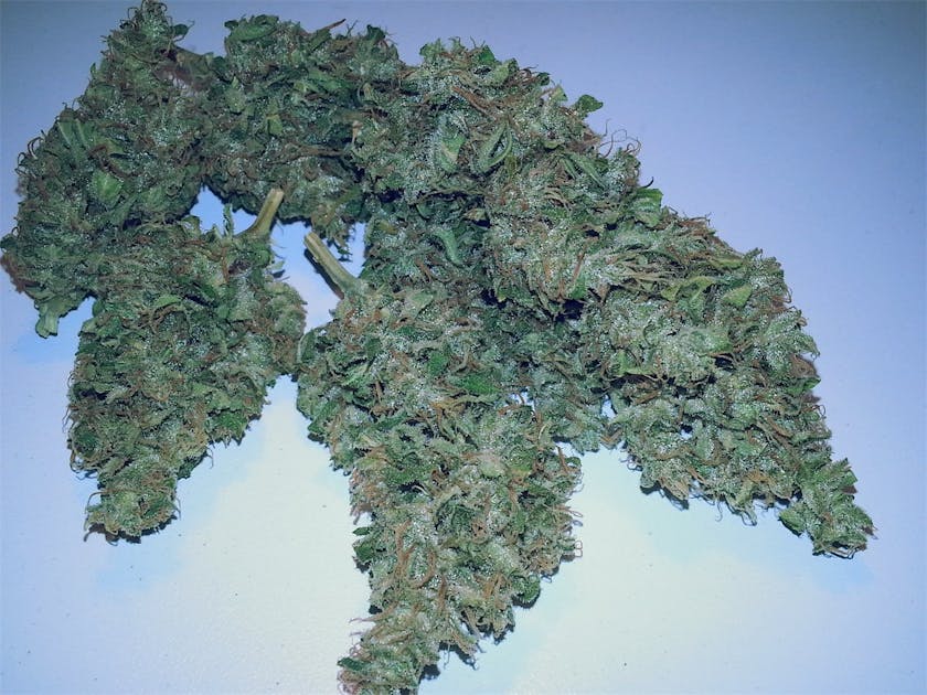 Photos of Candy Cane Weed Strain Buds Leafly