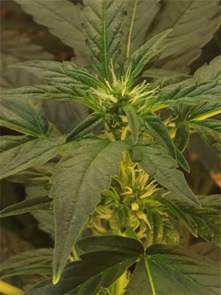 Photos of Candy Cane Weed Strain Buds Leafly