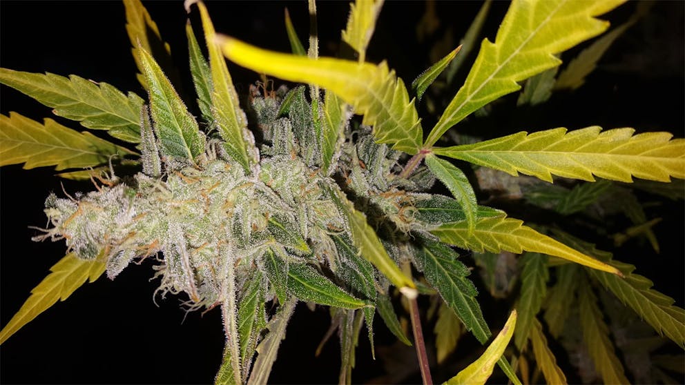 Photos of Candy Cane Weed Strain Buds Leafly