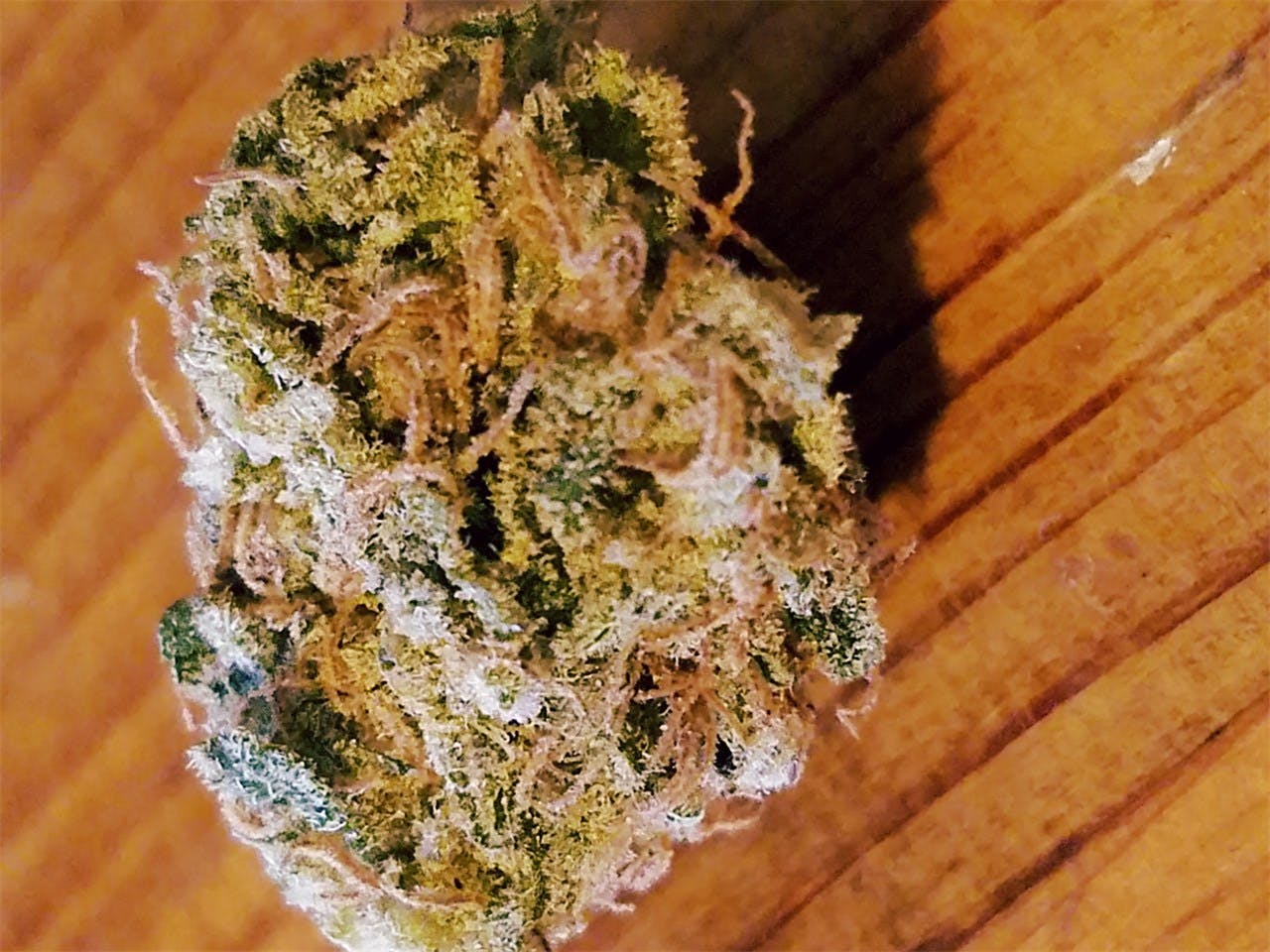 Candy Jack Weed Strain Information Leafly