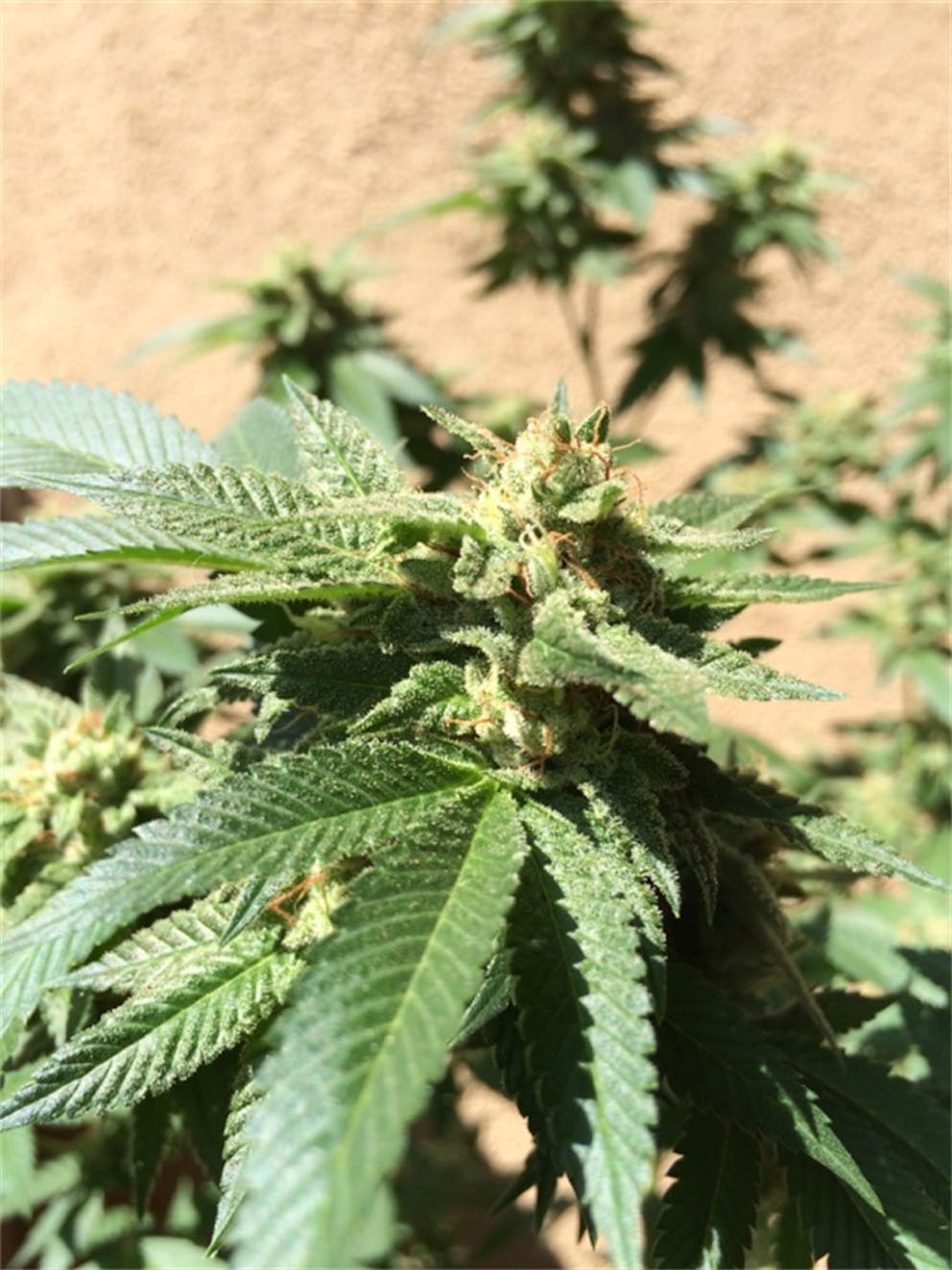 Photos of Candy Jack Weed Strain Buds Leafly