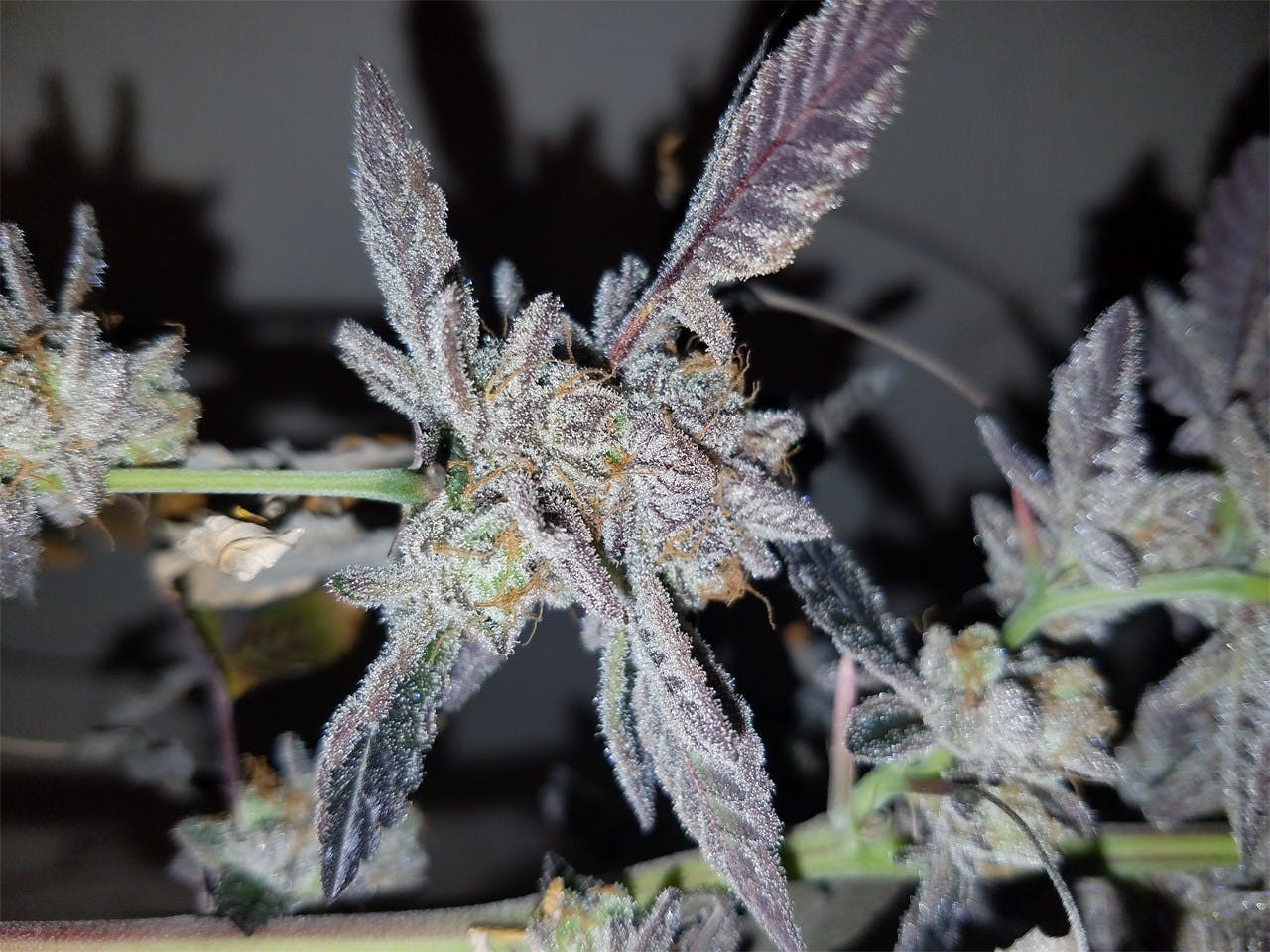 Photos of Candyland Weed Strain Buds Leafly