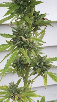 User uploaded image of Canna-Tsu