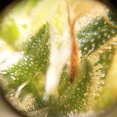 User uploaded image of Cannadential