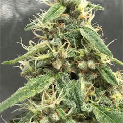 User uploaded image of Cannalope Haze