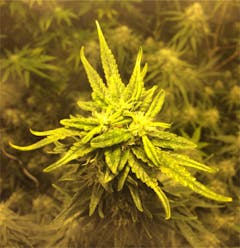User uploaded image of Cannalope Haze