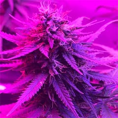 User uploaded image of Cannalope Haze