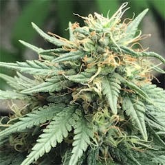 User uploaded image of Cannalope Haze