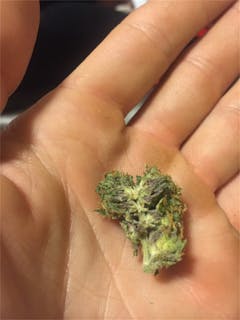 User uploaded image of CannaSutra