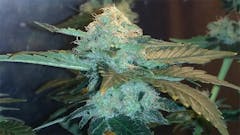 User uploaded image of Cannatonic