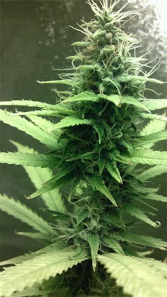 User uploaded image of Cannatonic