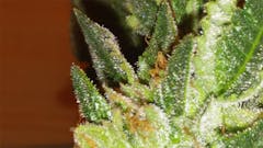 User uploaded image of Capers