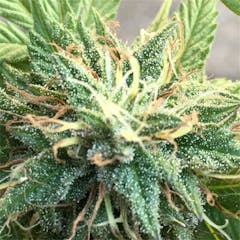 User uploaded image of Capers