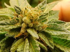 User uploaded image of Capers