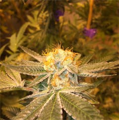 User uploaded image of Captain's Cake