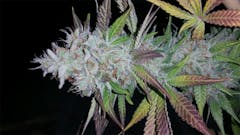 User uploaded image of Caramel Candy Kush