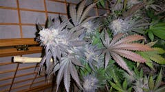 User uploaded image of Caramel Candy Kush