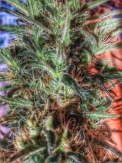 User uploaded image of Caramelicious