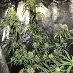 User uploaded image of Caramelicious