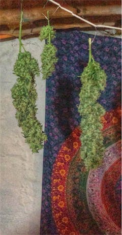 User uploaded image of Caramelicious