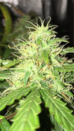 User uploaded image of Caramelicious