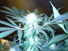 User uploaded image of Caramelicious