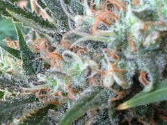 User uploaded image of Caramelicious