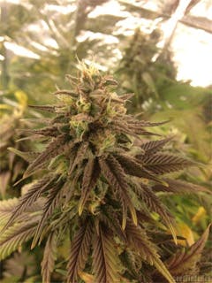 User uploaded image of Caramelo