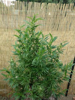 User uploaded image of Cascadia Kush