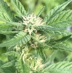 User uploaded image of Casey Jones