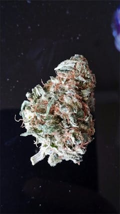 User uploaded image of Cat Piss