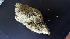 User uploaded image of Cat Piss