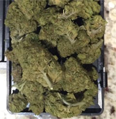 User uploaded image of Cat Piss