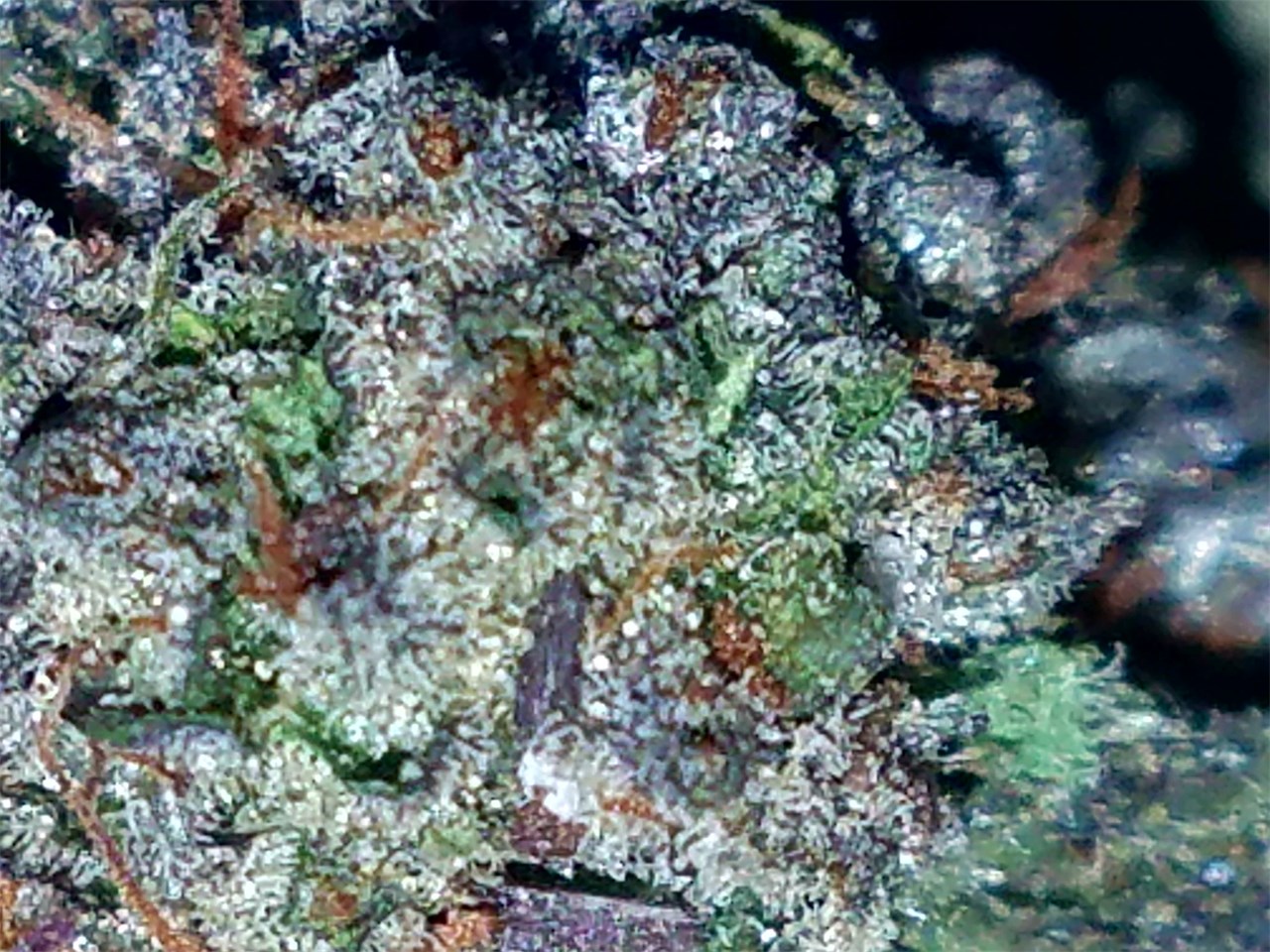 leafly