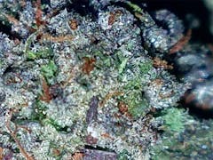 User uploaded image of Cataract Kush