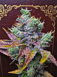 User uploaded image of Catfish