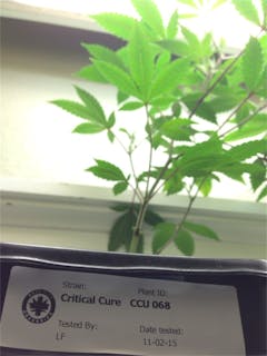 User uploaded image of Critical Cure