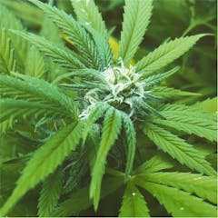 User uploaded image of Critical Cure