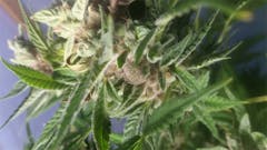 User uploaded image of Critical Cure