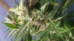 User uploaded image of Critical Cure