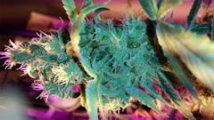 User uploaded image of Critical Cure