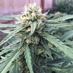 User uploaded image of CBD Critical Mass